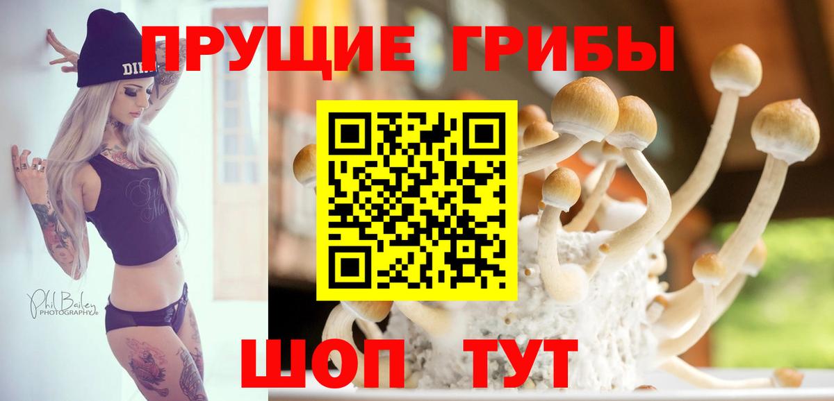 Псилоцибиновые грибы Cubensis Тольятти